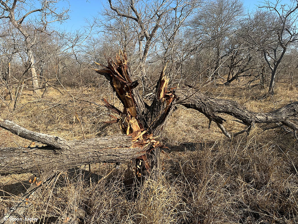 A tree knocked down