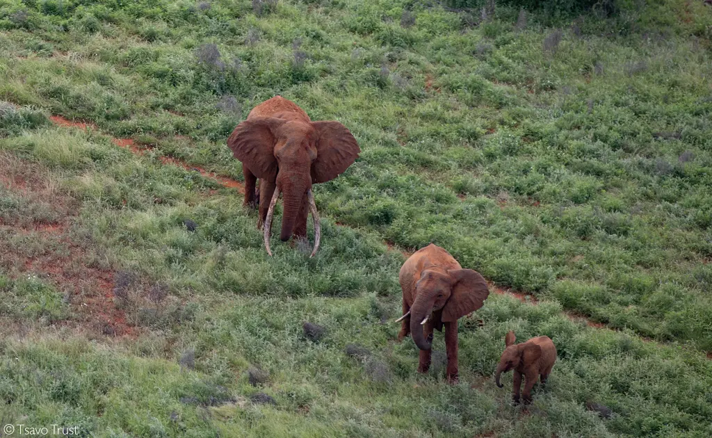 Tsavo Trust, Super tusker, Kenya