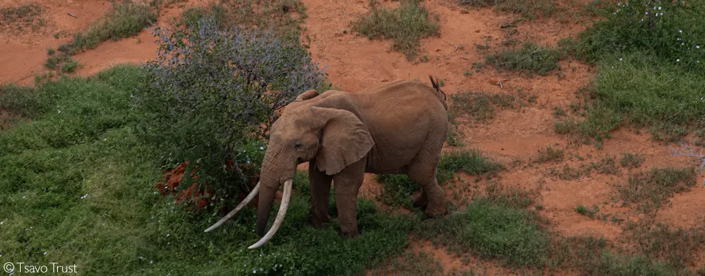Tsavo Trust, Super tusker, Kenya