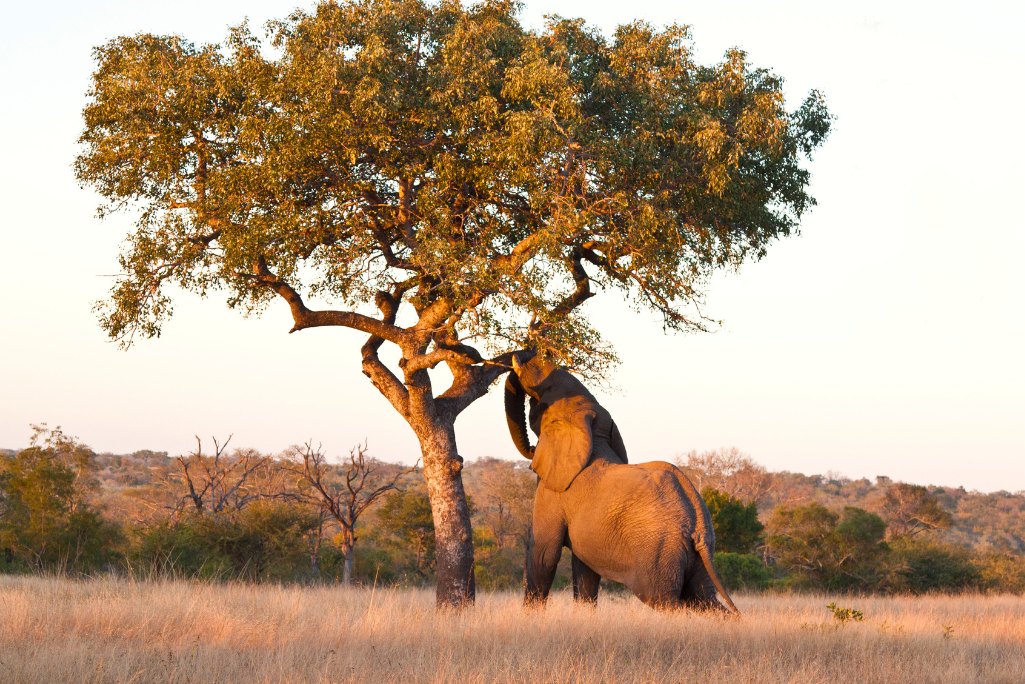 Marula trees