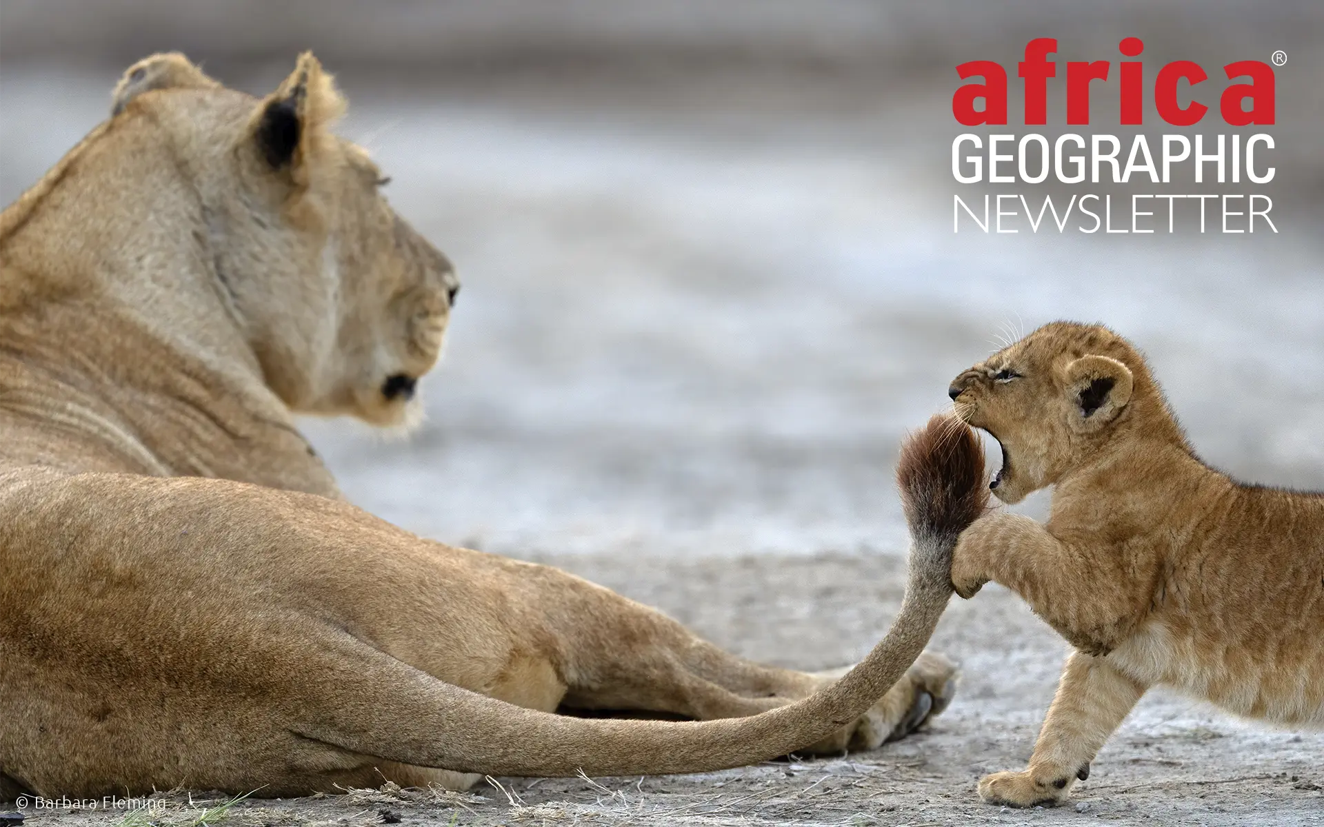 A small cub can make a big impact if it puts its mind to it. Mothers are the most patient of them all.” Ngorongoro Conservation Area, Tanzania.