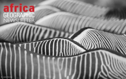 Like brushstrokes on a living canvas, a dazzle of Grevy’s zebras gathers to eat supplementary food provided in the midst of drought, forming a monochrome masterpiece.
