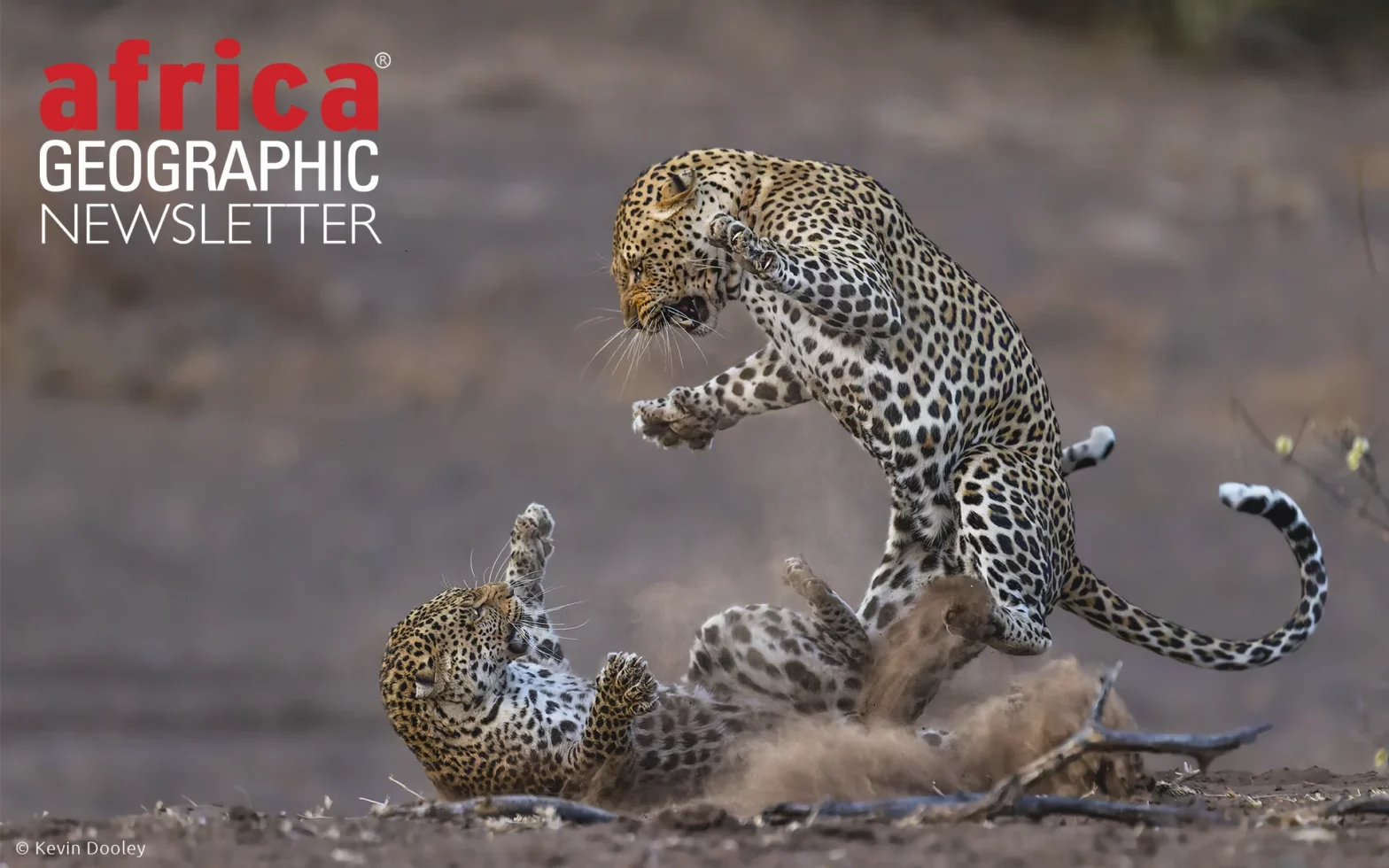 The mating game: a tense moment between two amorous leopards. Mashatu Game Reserve, Botswana.