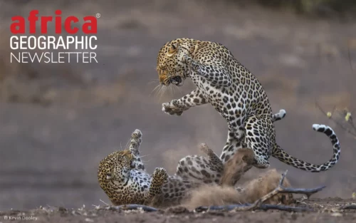 The mating game: a tense moment between two amorous leopards. Mashatu Game Reserve, Botswana.