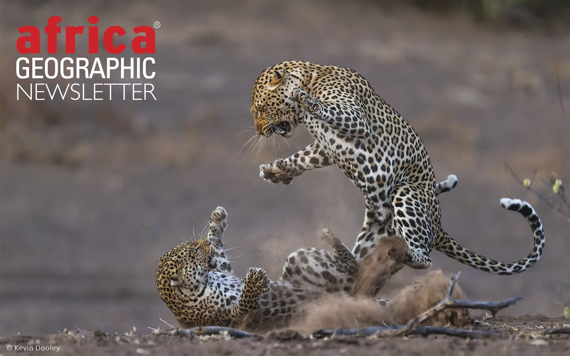 The mating game: a tense moment between two amorous leopards. Mashatu Game Reserve, Botswana.