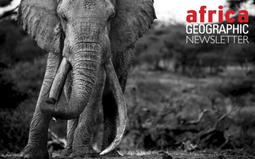 Renowned super tusker One Ton. One Ton passed away this week from natural causes. Amboseli National Park, Kenya
