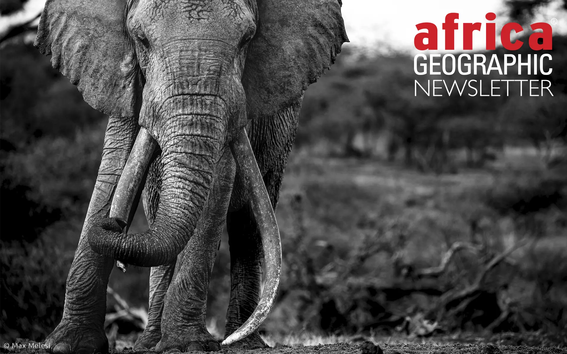Renowned super tusker One Ton. One Ton passed away this week from natural causes. Amboseli National Park, Kenya
