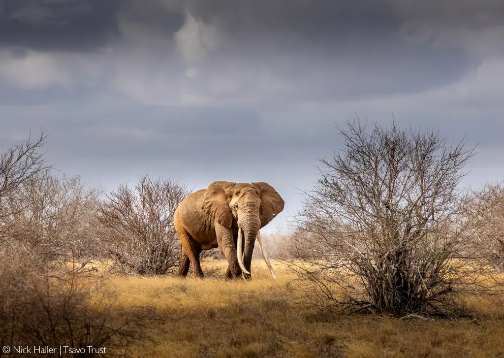 Tsavo Trust, Super tusker, Kenya
