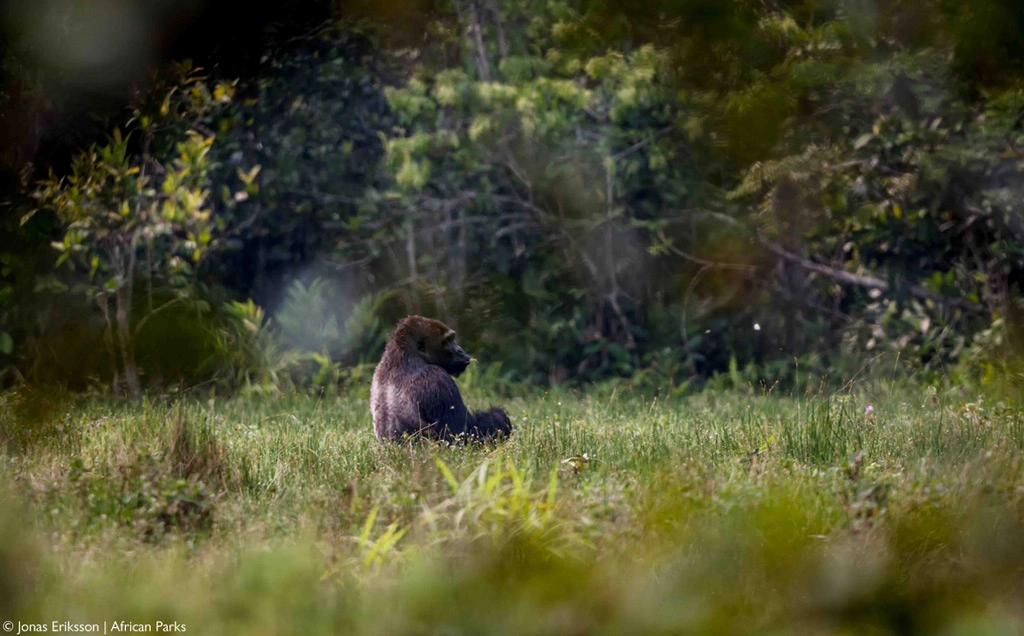 Lowland gorilla watching in Odzala-Kokoua NP - 8 days
