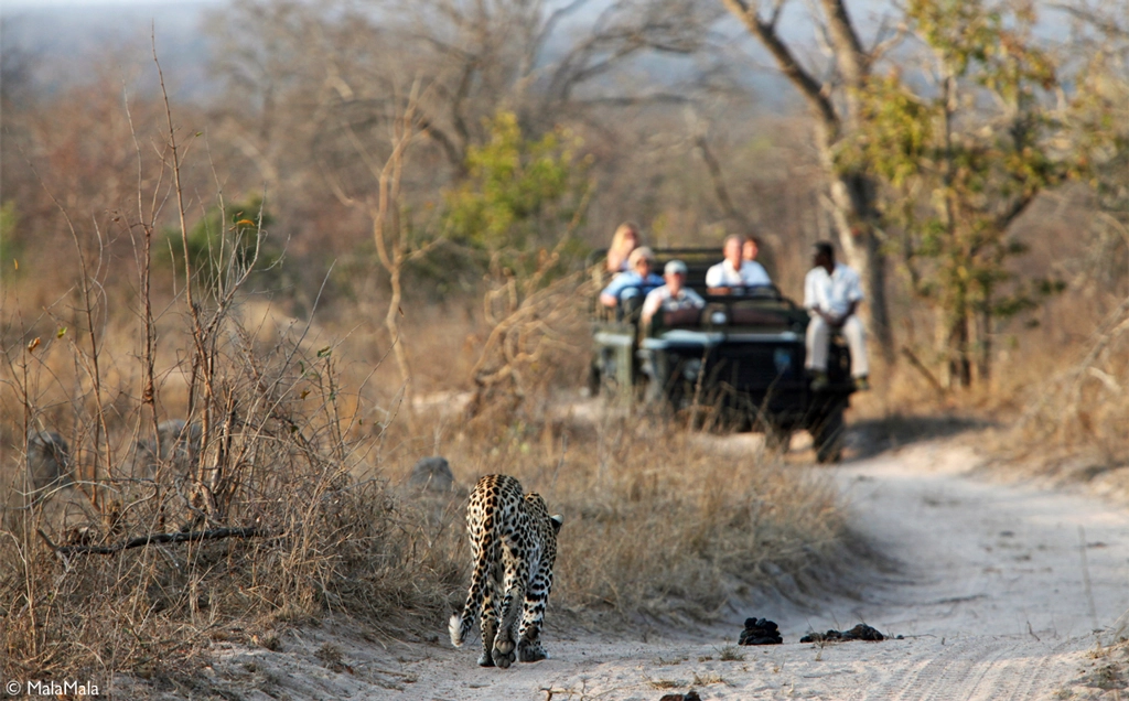MalaMala & Madikwe Big 5 safari - 9 days