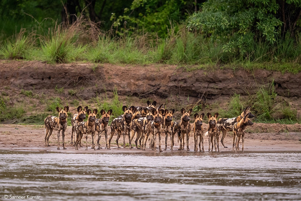 South Luangwa