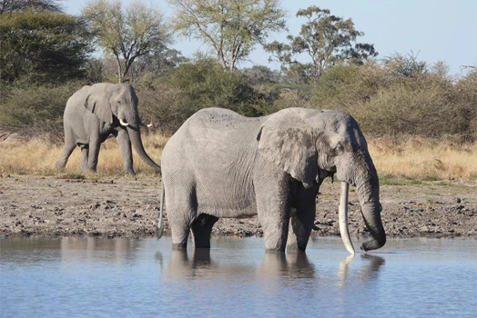 Another super tusker trophy hunted in Botswana