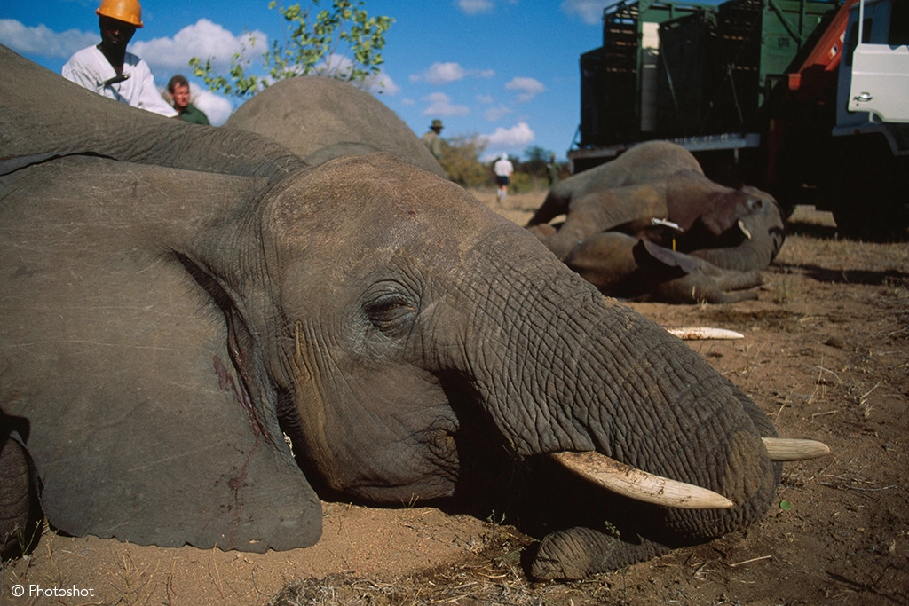 Kruger culling
