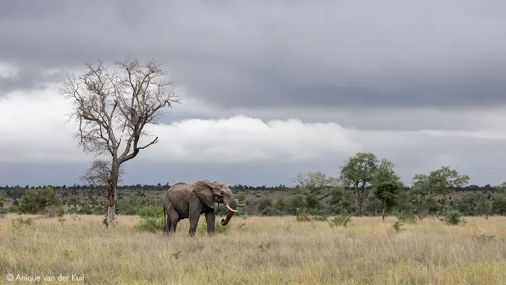 Reshaping Kruger