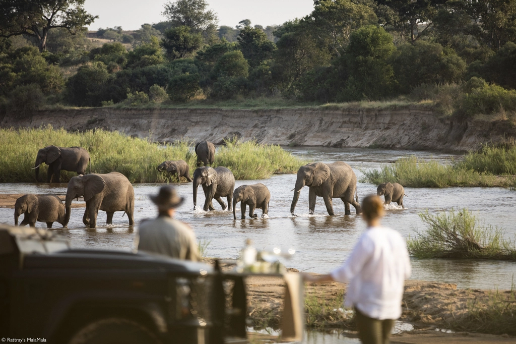 Big 5 - One safari
