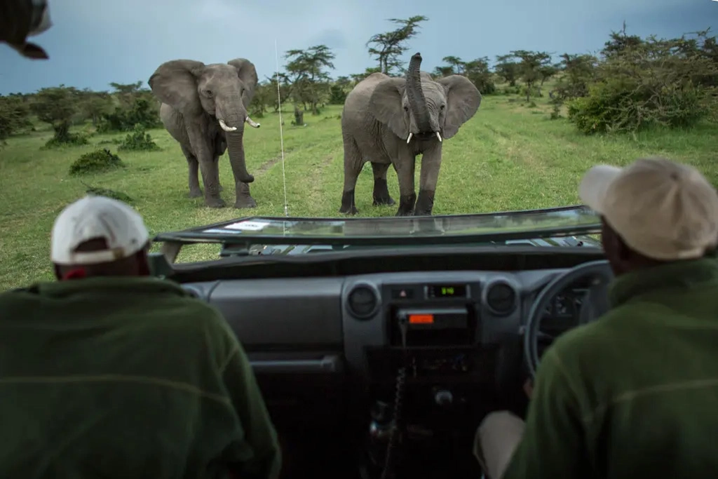 Elephants and guides 