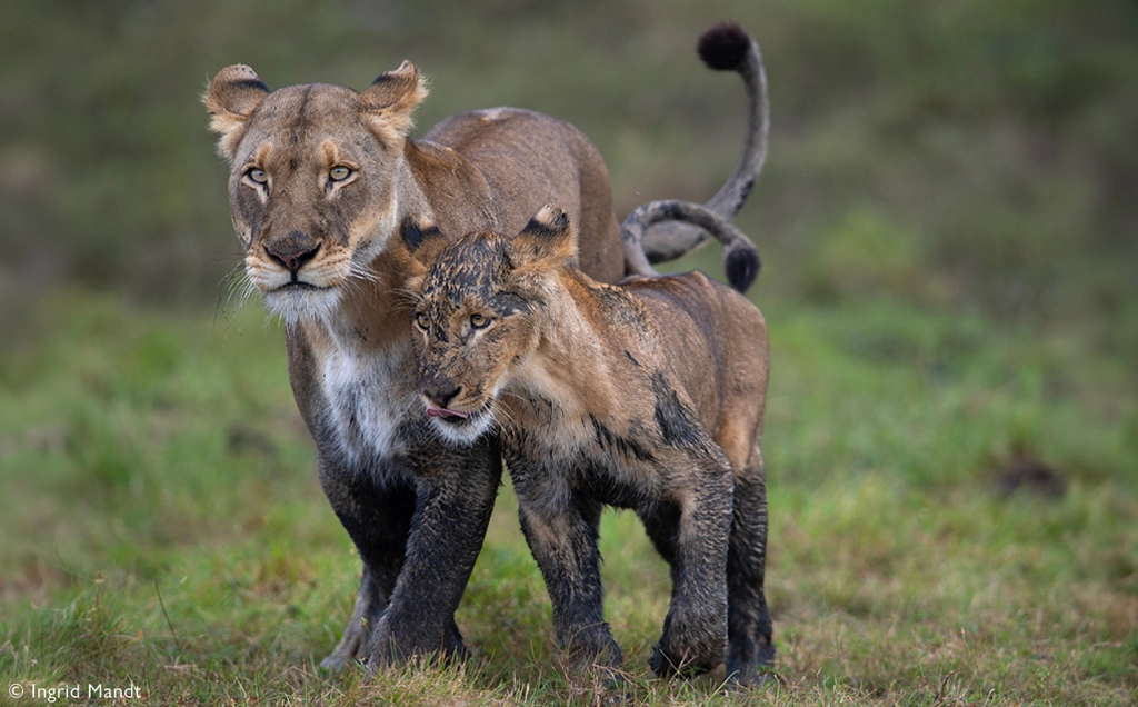 Liuwa & Busanga - Zambia's iconic floodplains - 12 days