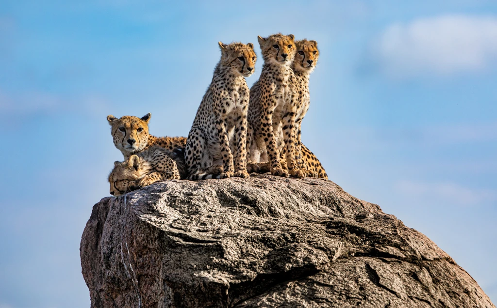 Classic Tanzania: bush & beach safari - 10 days