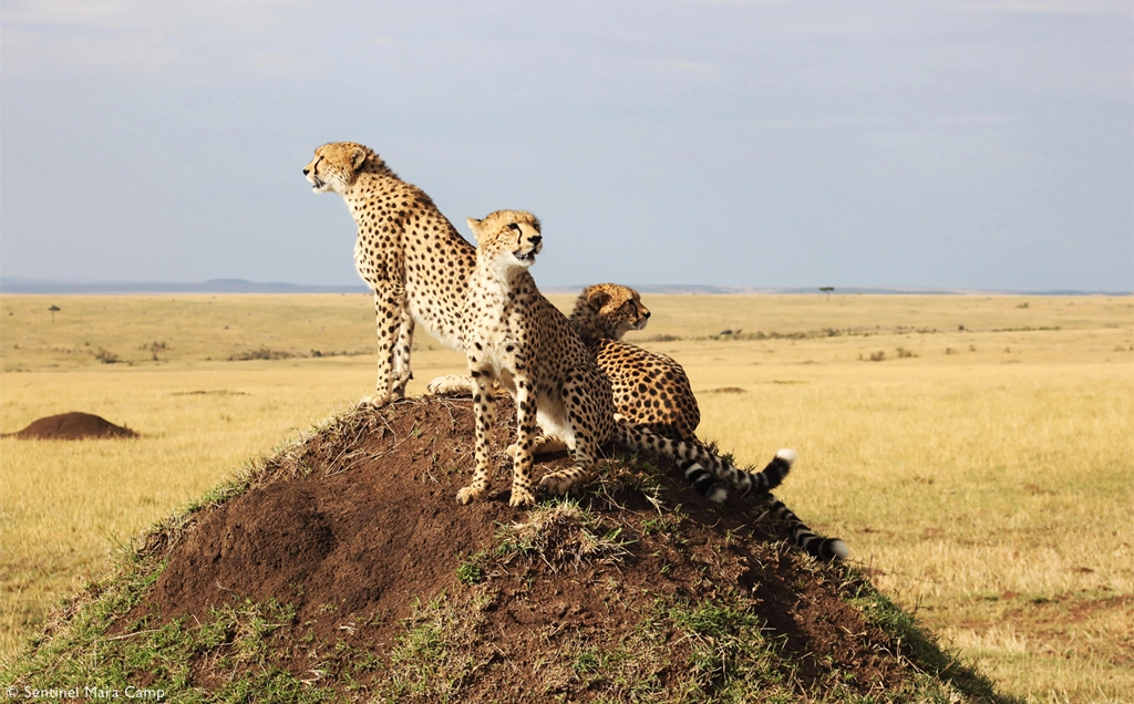 Maasai Mara explorer - 11 days