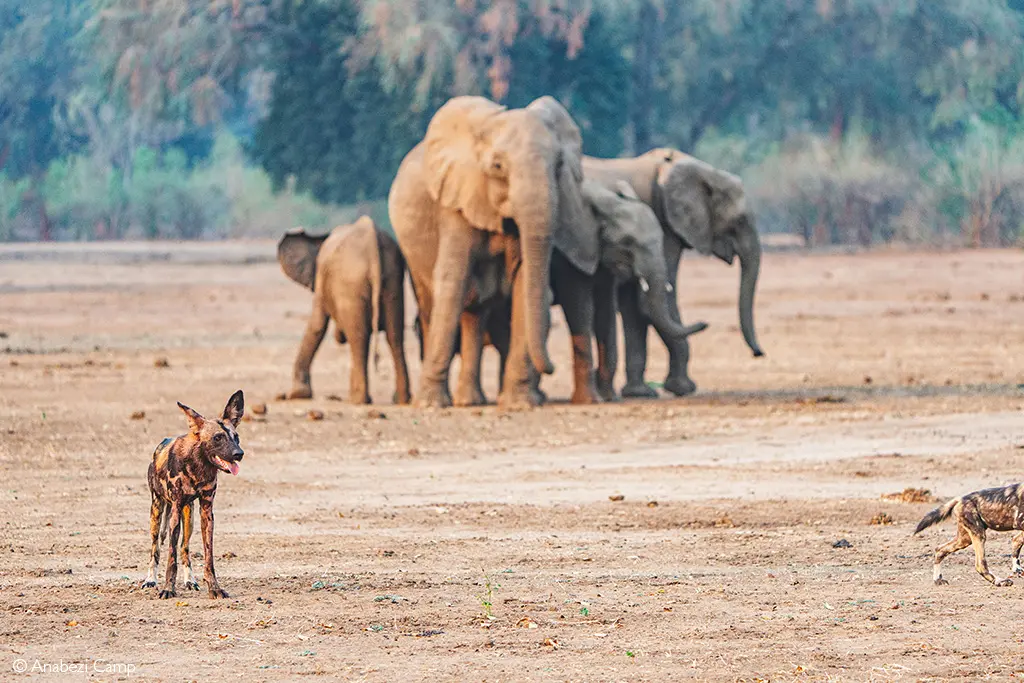 South Luangwa
