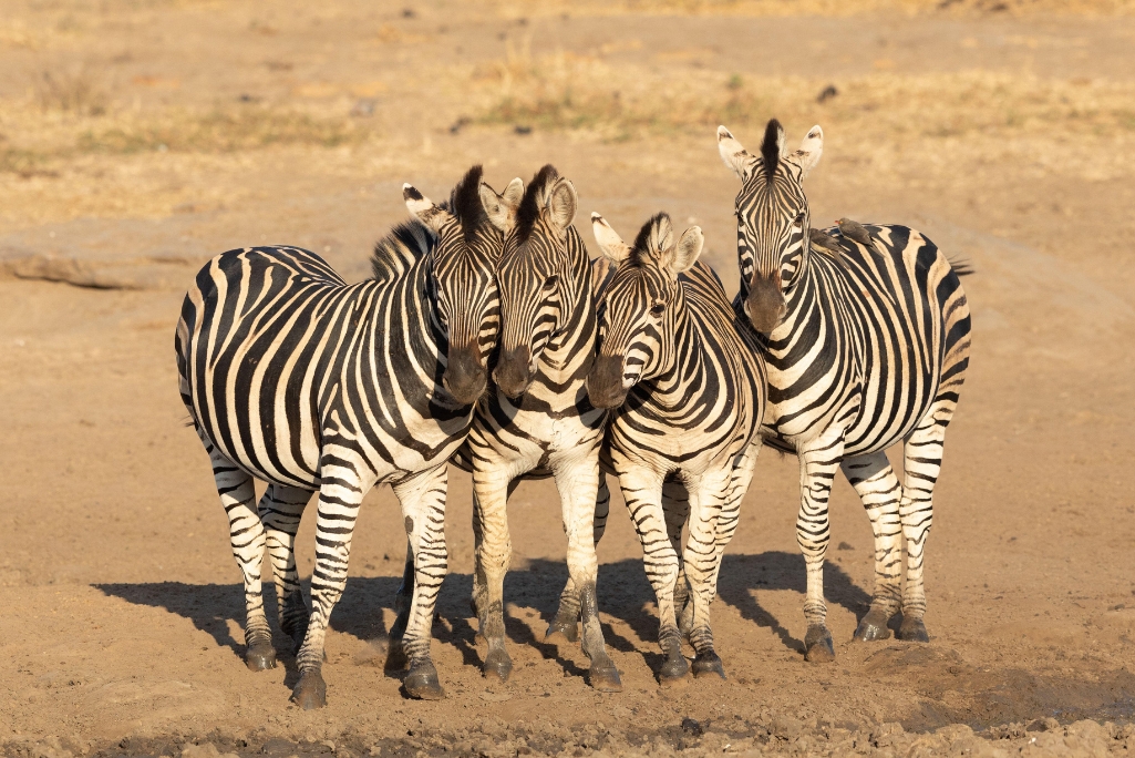 wildlife tourism stress