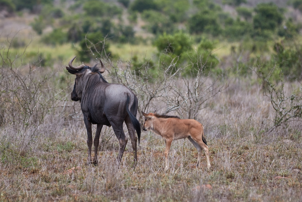 blue wildebeest and calf