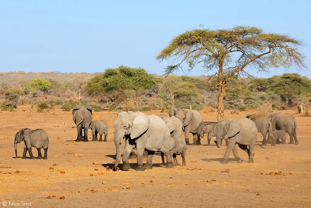 African elephants