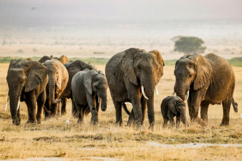 human-elephant conflict
