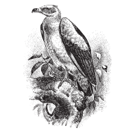 Palm-nut vulture