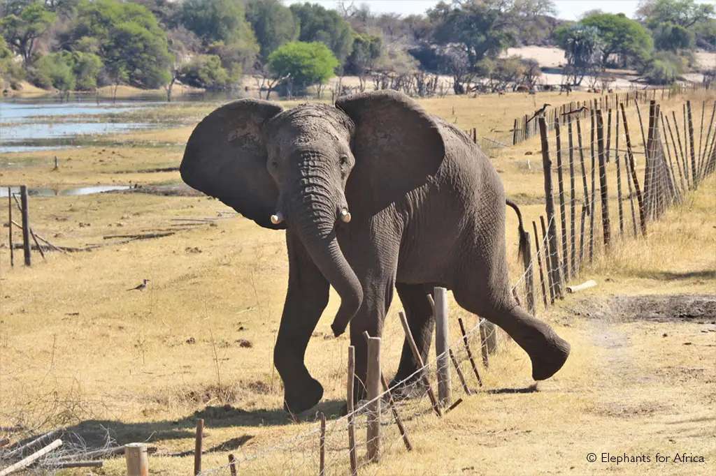 African elephants