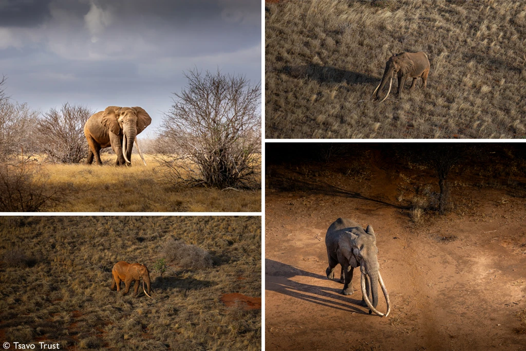 Your safari, your impact