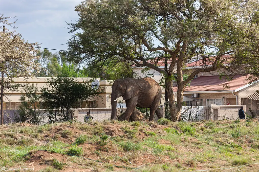 African elephants