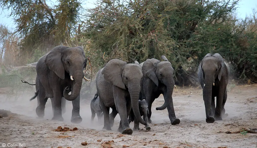 human-elephant conflict