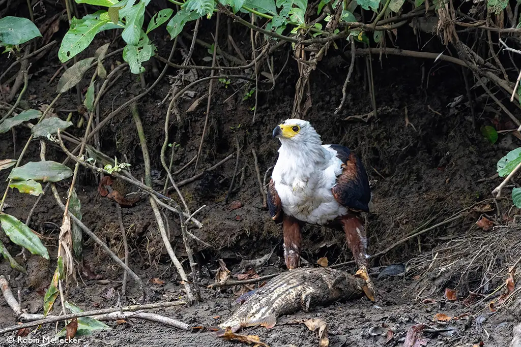 Odzala-Kokoua fish eagle