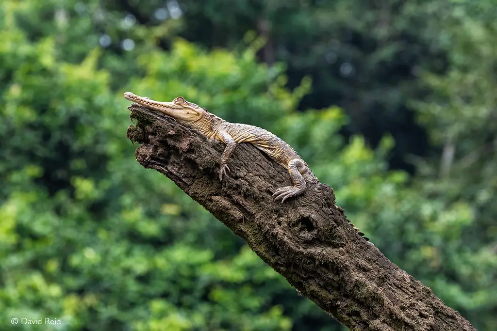 dwarf crocodile
