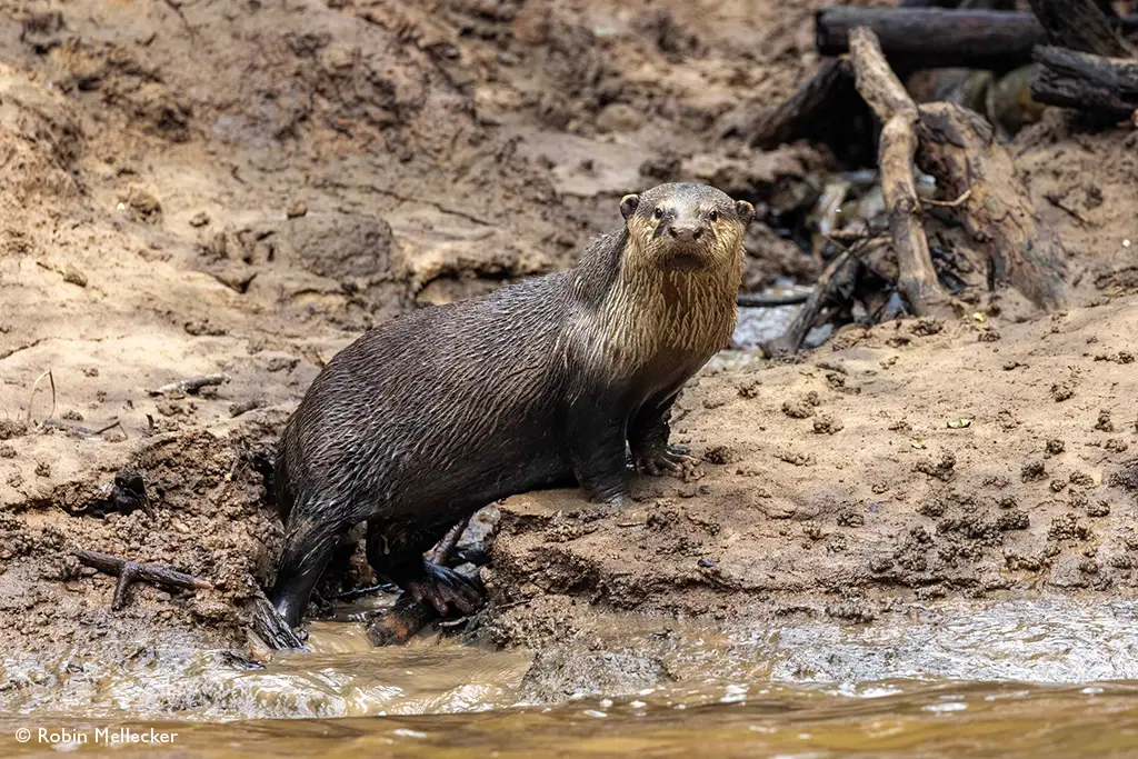 Odzala-Kokoua congo clawless otter