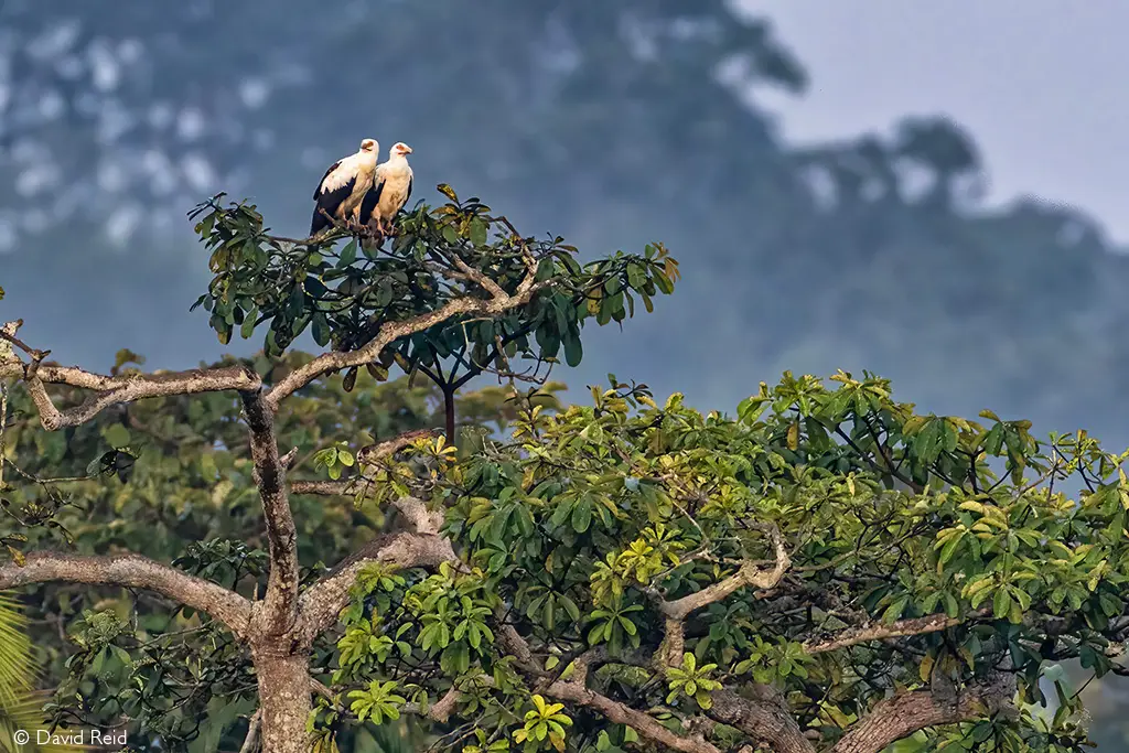 Odzala-Kokoua palm nut vultures