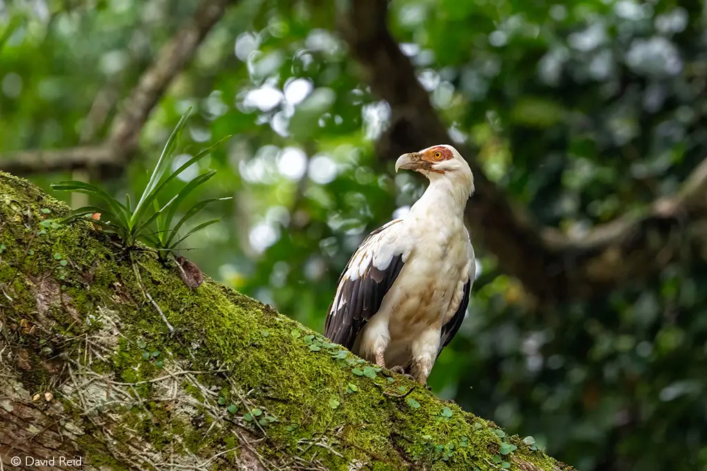 Palm nut vulture