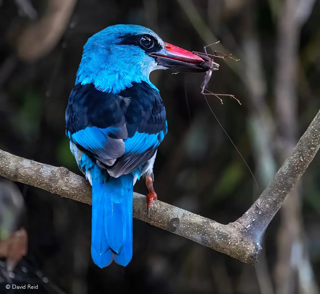 kingfisher