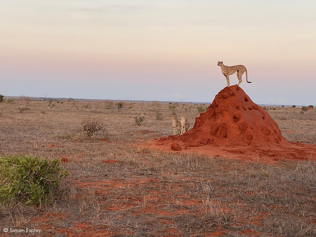 Tsavo