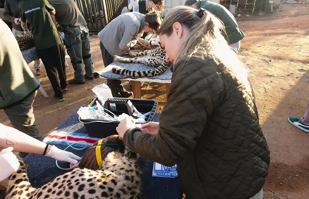 cheetah reintroduction north luangwa valley