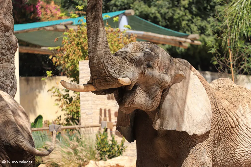 human-elephant conflict