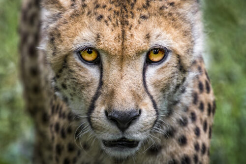 cheetah