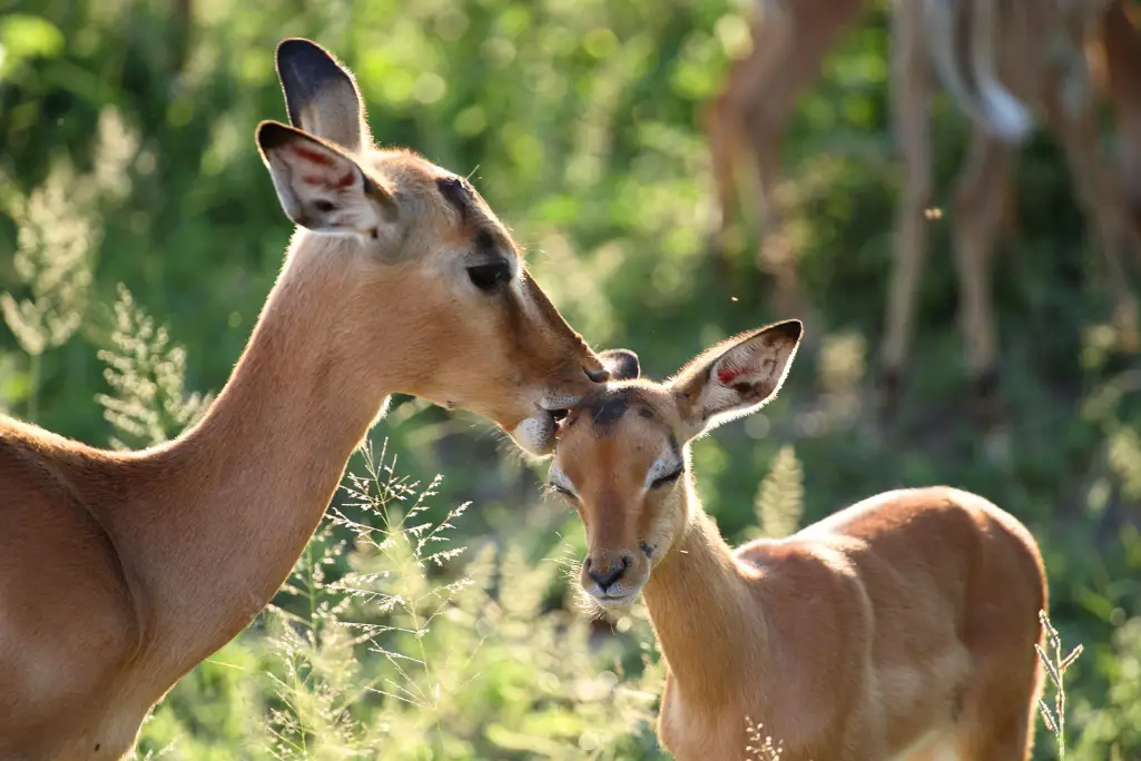 impalas