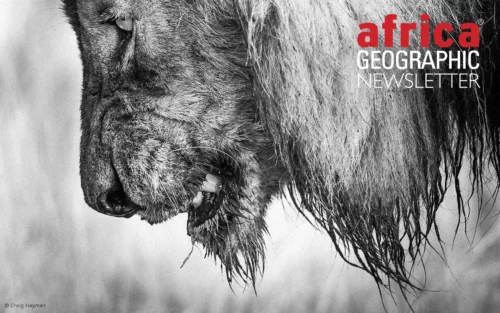 male lion in the twilight of his reign in Kruger National Park, South Africa