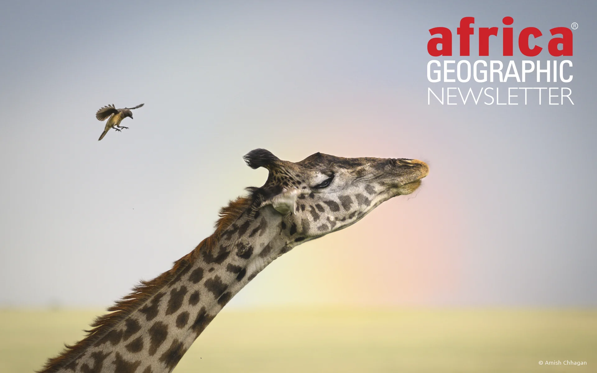 Giraffe stretching its neck towards a small bird in flight against a soft sky