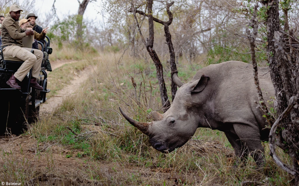 Classic Big 5 safari in South Africa - 9 days