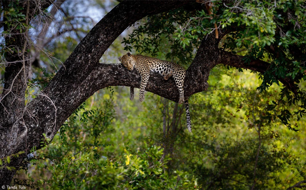Chobe | Victoria Falls | Timbavati - 10 days