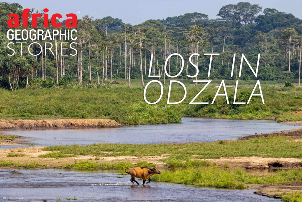 Lost in Odzala