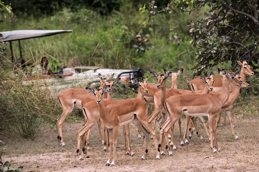 Stressed Wildlife